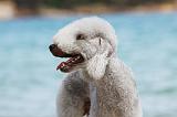 BEDLINGTON TERRIER 056